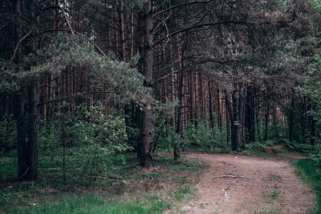 кабанов