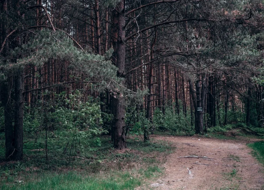 кабанов